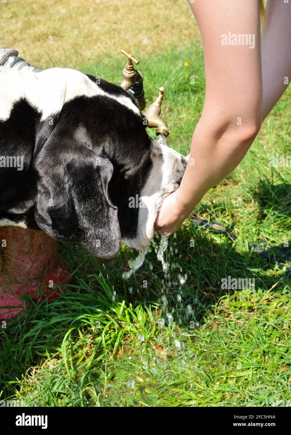 Ein großer Hund, der bei heißem Wetter im Sommer trinkt. Stockfoto