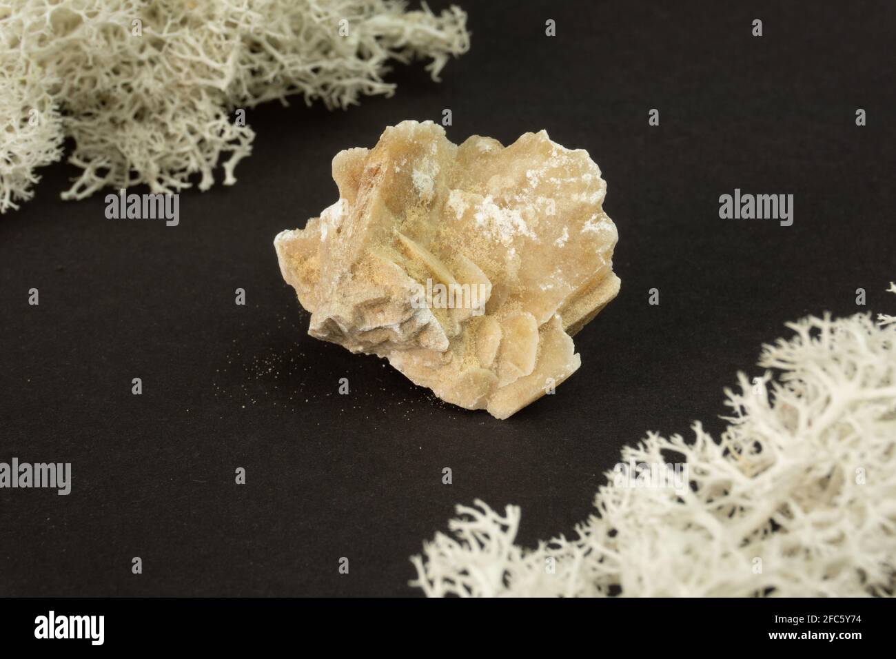 Wüstenrosenkristall aus Tunesien. Natürlicher Mineralstein auf schwarzem Hintergrund. Mineralogie, Geologie, Magie von Steinen, Halbedelsteinen und Proben von Stockfoto