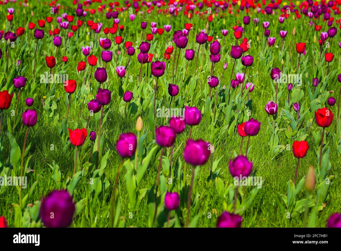 Tulpen auf einer Tulpenwiese im Britzer Garten in Berlin. Tulpen auf einer Tulpenwiese im Britzer Garten Berlin. Stockfoto