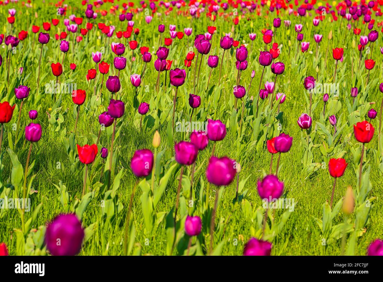 Tulpen auf einer Tulpenwiese im Britzer Garten in Berlin. Tulpen auf einer Tulpenwiese im Britzer Garten Berlin. Stockfoto