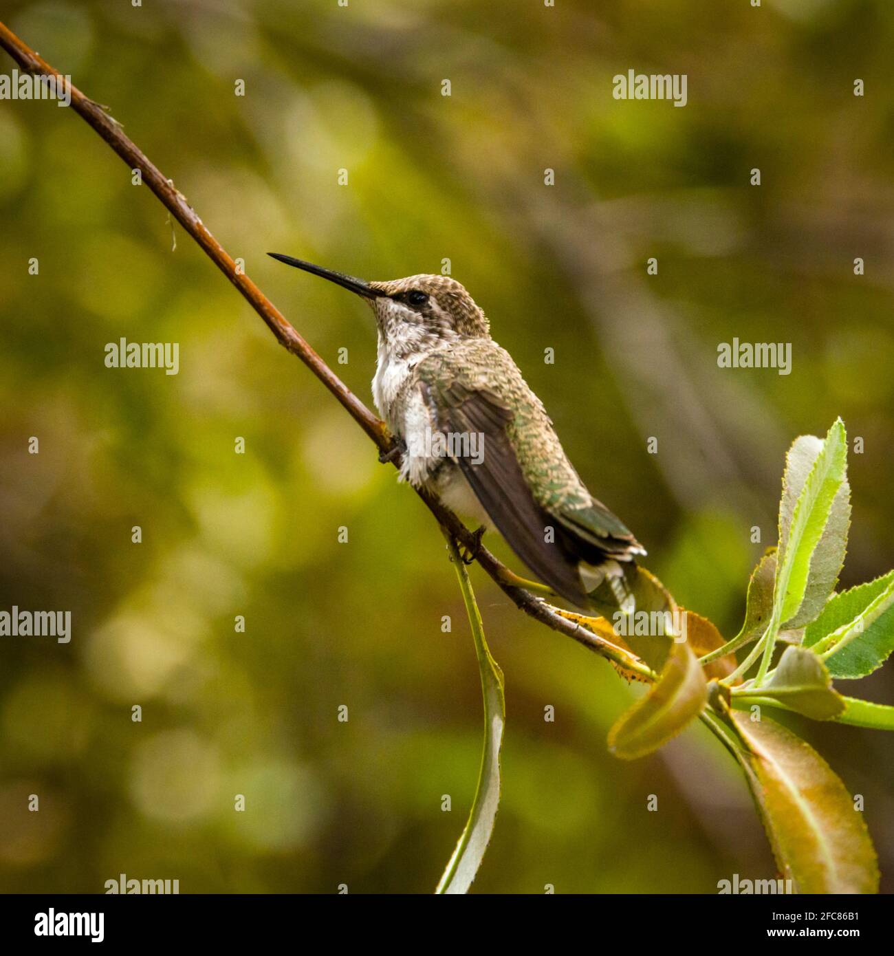 Sonoran Desert Museum - Breitschwanzkolibri Stockfoto