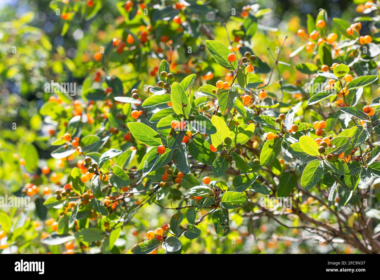 Kleinblättrige Geißblatt-Zweige (Lonicera microphylla) mit orangefarbenen Beeren und grünen Blättern im Sommer im Garten. Stockfoto