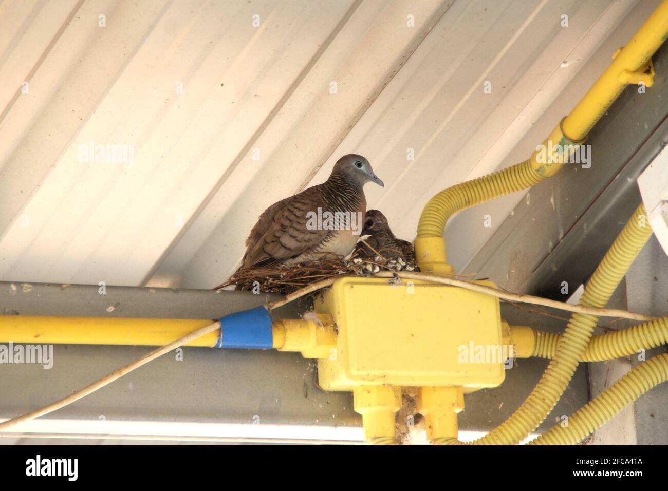 Der Muttervogel und der Babyvogel nisten auf dem PVC-Rohr. Gelbes PVC-Rohr führt elektrische Leitungen nach innen. Stockfoto