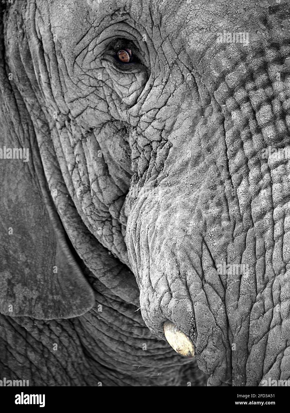 Elefantenfürst Ganesh Stockfoto