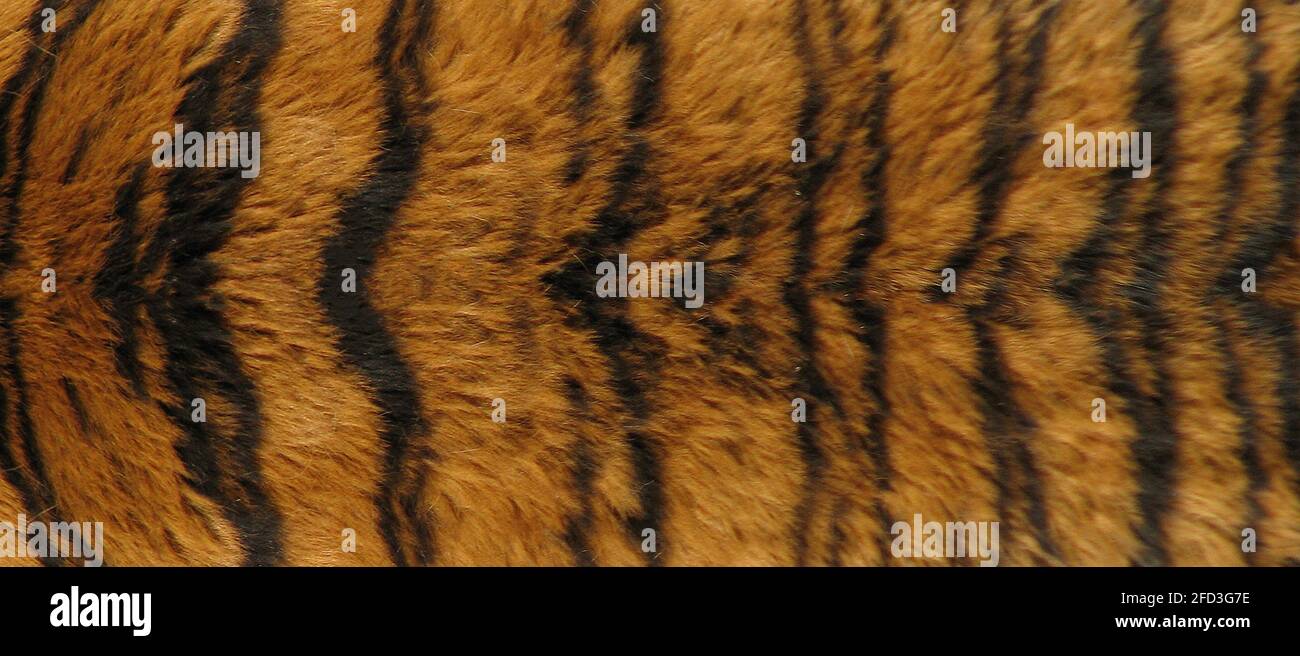 Tiger Furry Textur 1K Stockfoto