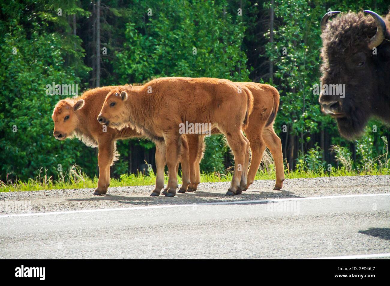 Drei wilde Baby Wood Bison entlang des Alaska Highway im Norden von British Columbia, mit Mutter, die genau zuschaut. Frühling im Norden Kanadas. Stockfoto