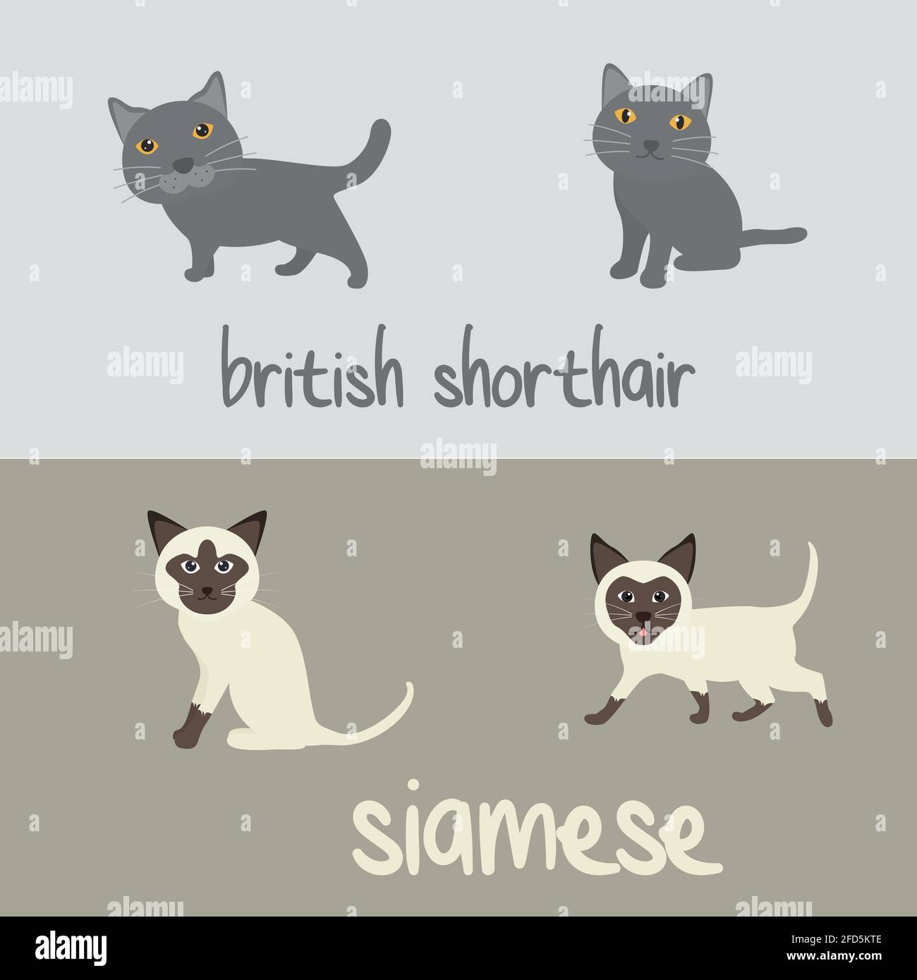 Niedliche Katze Rassen Cartoon Tier Illustration Art der britischen Kurzhaar Und Siam zu Hintergrund oder Hintergrund Stock Vektor