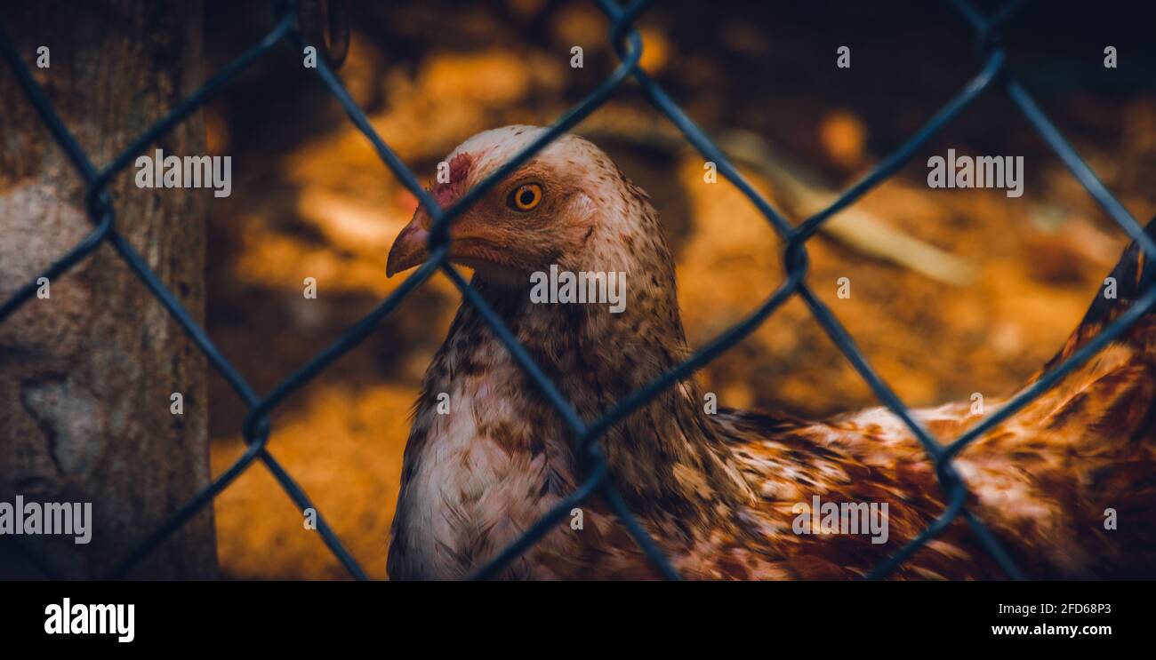 Bunte Henne steht und starrt, Blick durch ein Netz. Nahaufnahme Porträtfoto von schönen freilandigen Nutztieren. Stockfoto
