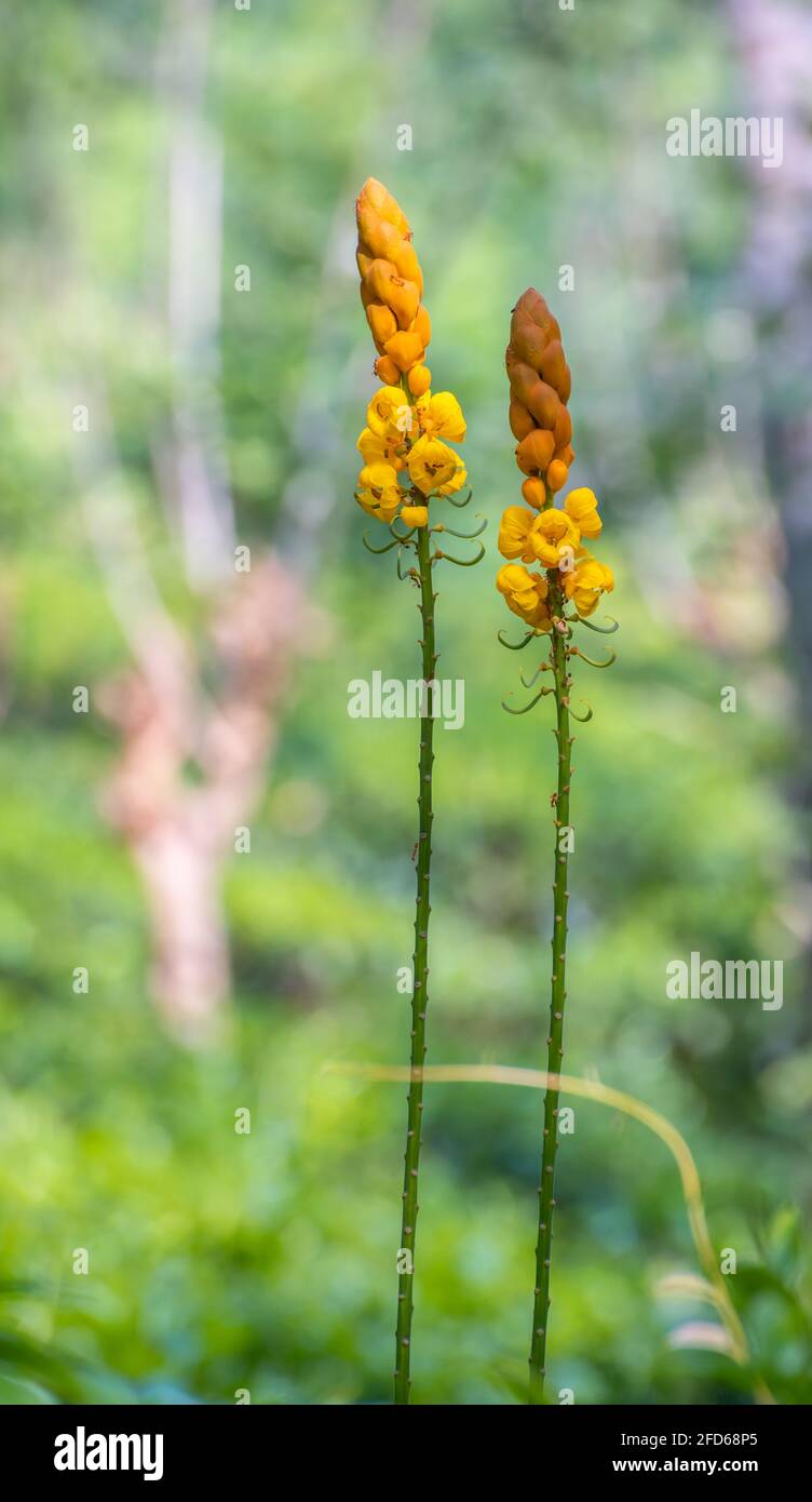 Ringelflechte baum Fotos und Bildmaterial in hoher Auflösung Alamy