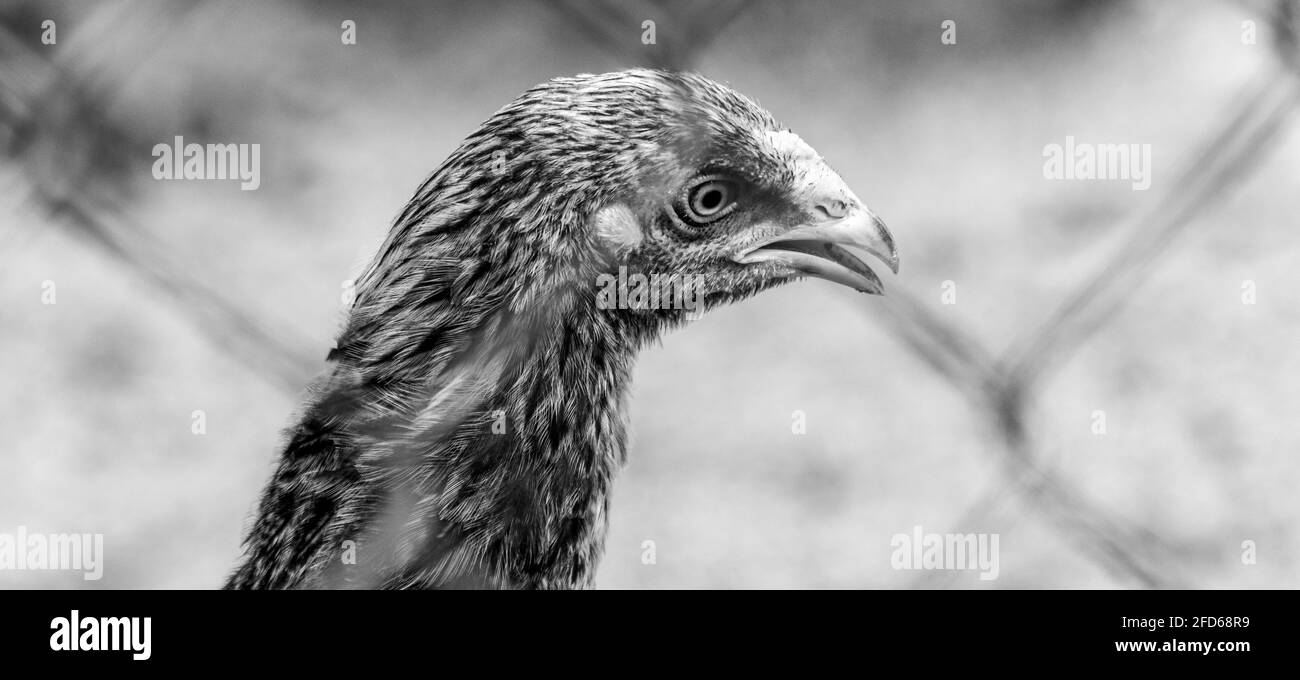 Schwarz-weiße Hühnerhals über den Augen sehen und Schnabel durch ein Netz. Nahaufnahme Portraitaufnahme von schönen Freilandtieren. Stockfoto
