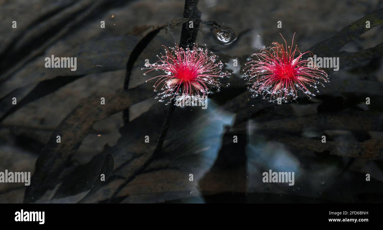 Rote Wildblumen fallen auf die Wasseroberfläche eines natürlichen Teiches am Bambarawana Wasserbach. Leben unter Wasser, grüne Wasserpflanzen sichtbar Stockfoto