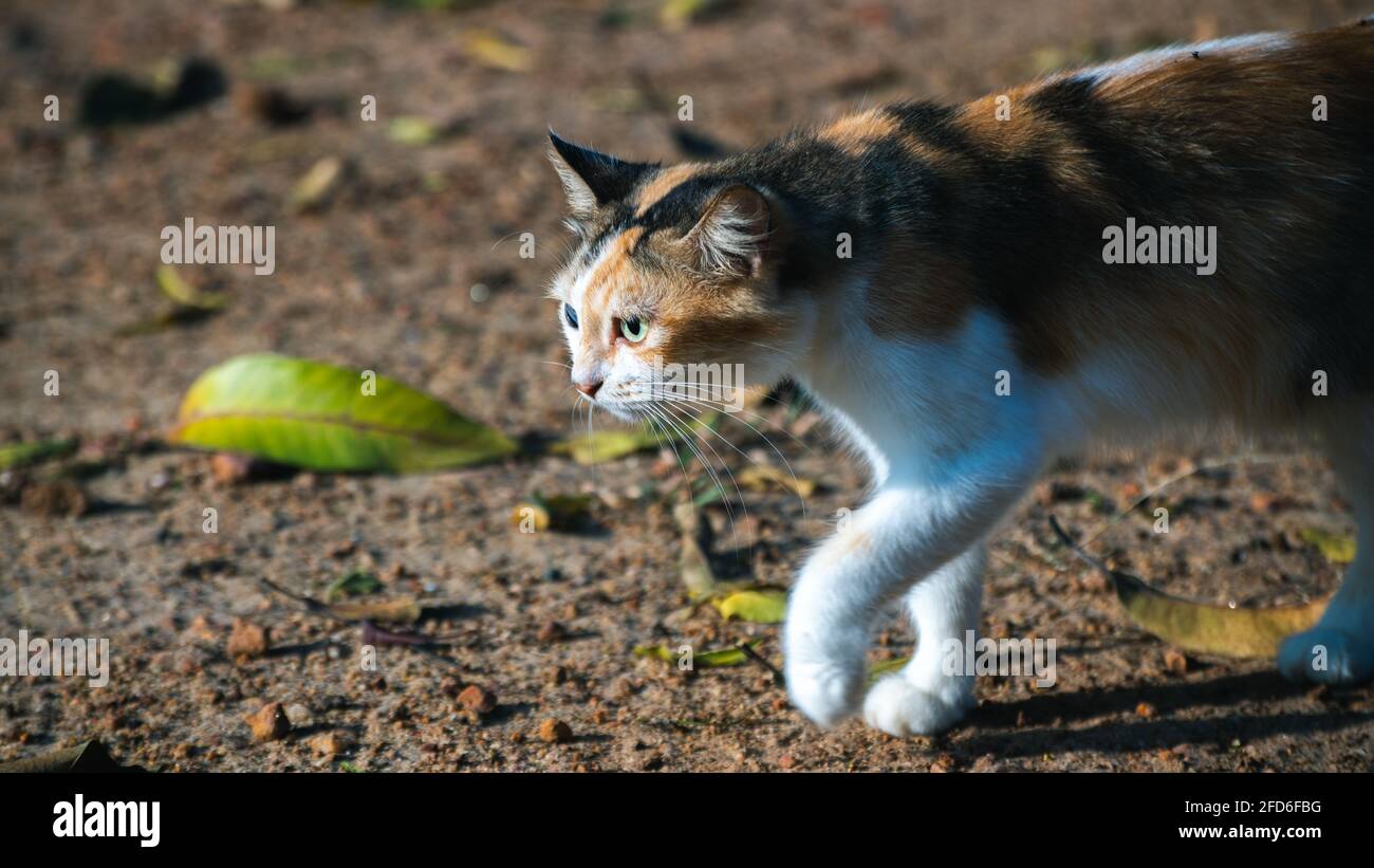 Geboren mit einem beschädigten blinden Auge, kümmerte sich um diese Waise Katze jetzt stolzen Spaziergang in der Hinterhof Porträtfoto. Stockfoto