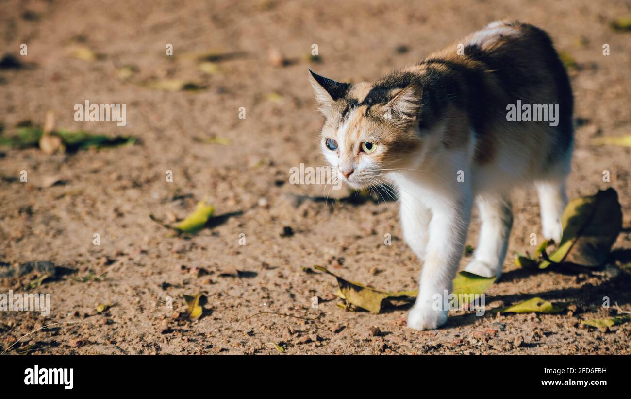 Geboren mit einem beschädigten blinden Auge, kümmerte sich um diese Waise Katze jetzt stolzen Spaziergang in den Hinterhof Porträtaufnahmen. Stockfoto