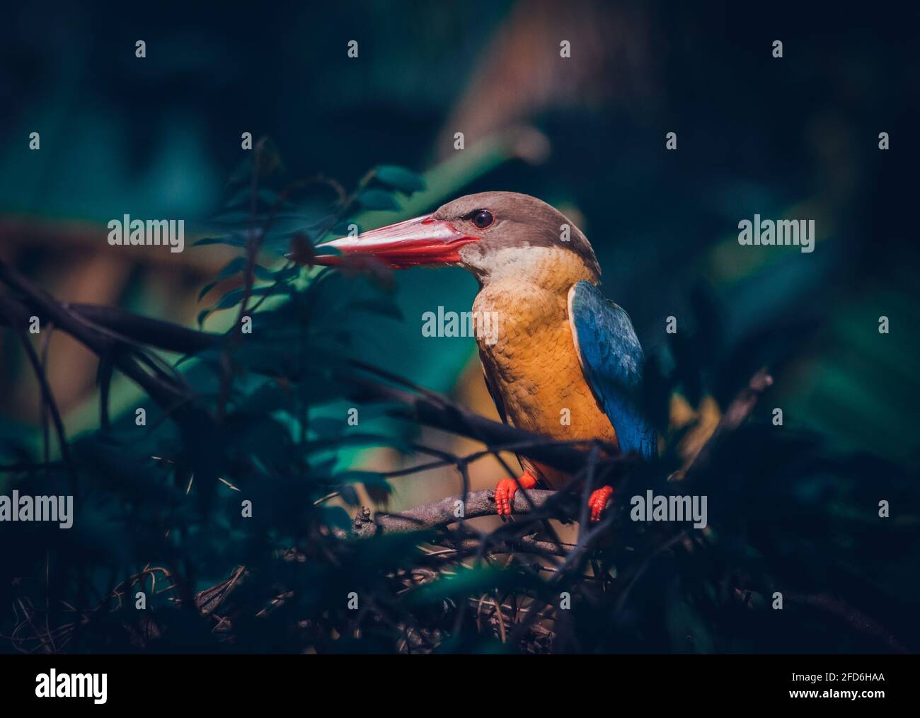 Storchschnabel-Eisvögel auf einem Buschzweig, entspannt und wachsam zugleich. Nahaufnahme Vogelporträt. Stockfoto