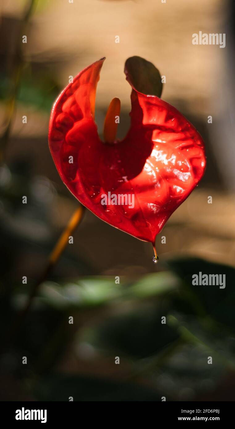 Schöne rote Anthurium Blume isoliert Nahaufnahme Foto im Garten, Stockfoto