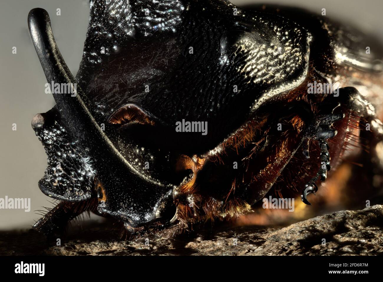 Der Europäische Nashornkäfer ist ein großer fliegender Käfer aus der Unterfamilie Dynastinae. Stockfoto