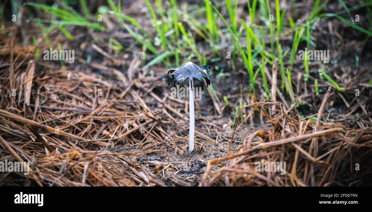 Kleiner natürlicher, ungenießbarer Pilz, der auf dem Reisfeld wächst. Tropfendes Wasser tropft um die obere Kappe. Nahaufnahme eines niedrigen Winkels. Stockfoto