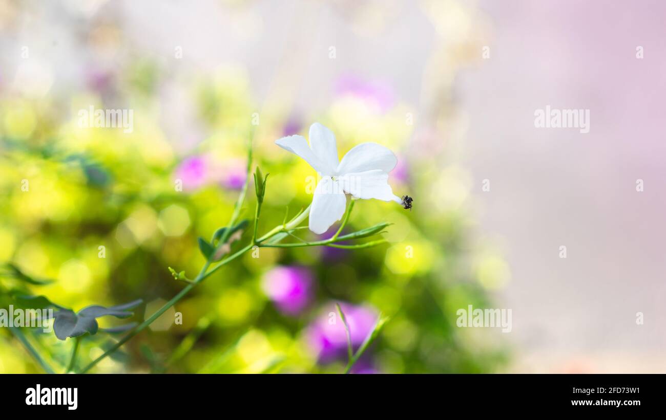 Schöne weiche Blumen blühen in der Morgensonne im Sommer, wilde Wiese verträumt Bokeh Hintergrund. Kleine Fliegen beschäftigt sammeln Pollen. Stockfoto