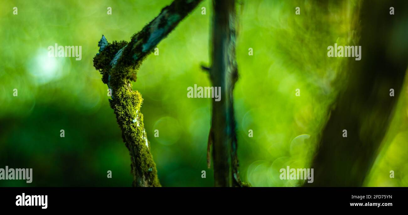 Grüne Moosbedeckung wächst auf einem kleinen Baumstamm, der im Morgensonnenlicht glüht. Schönheit und Koexistenz der Natur. Stockfoto