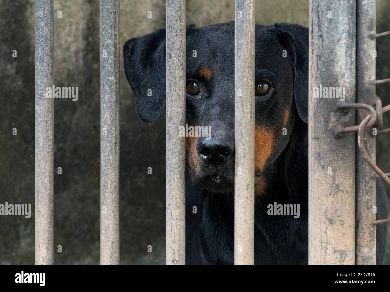 Trauriger Gesichtsausdruck des Hundes durch Metallstäbe, in einem Käfig aus der Nähe eingeschlossen. Konzept der menschlichen Grausamkeit. Stockfoto