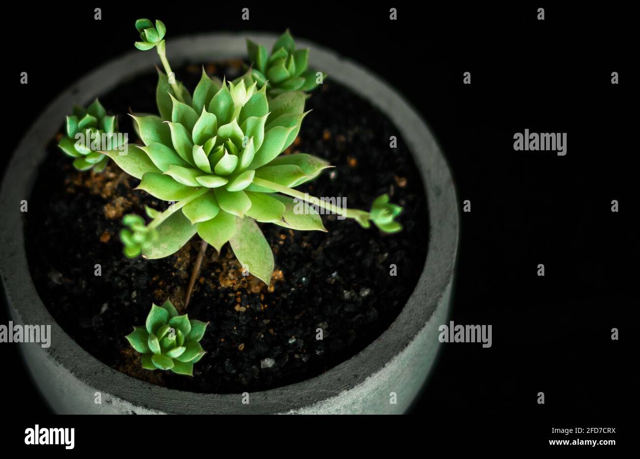 Kaktuspflanze in einem runden Zementtopf, getopfter grüner Kaktus mit weißen Steinen, Wohnzimmerdekor-Konzept Studiobeleuchtung Fotografien. Platz für Texte kopieren Stockfoto