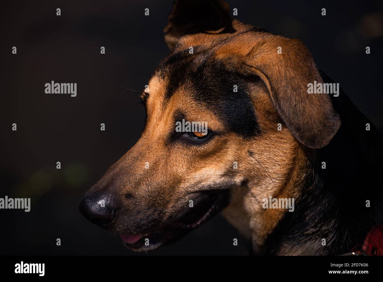 Junge deutsche Schäferhunde sehen sich einer Nahaufnahme von Porträtaufnahmen gegenüber. Einige Muttermale auf dem Gesicht des Hundes. Loyales und süßes Wegbegleiter-Konzeptfoto. Stockfoto
