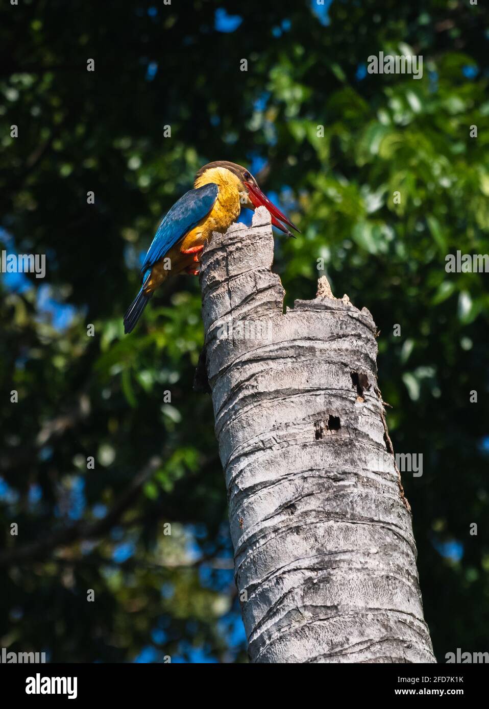Storchschnabel-Eisvögel sitzt auf einem rostigen alten Kokosnussbaum-Stamm und zielt darauf ab, dass das Spechtvögel-Nest im Stamm liegt, der Jungvögel hat Stockfoto