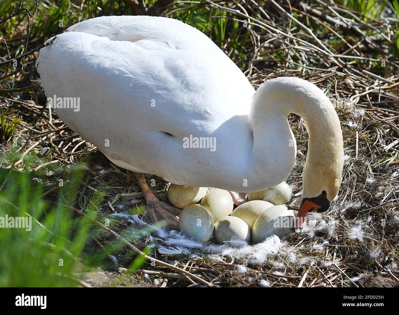 Passau, Deutschland. April 2021. Ein Schwan arrangiert seine Eier im Nest. Bis zu acht Eier liegen im Nest auf der Ilz. Quelle: Angelika Warmuth/dpa/Alamy Live News Stockfoto