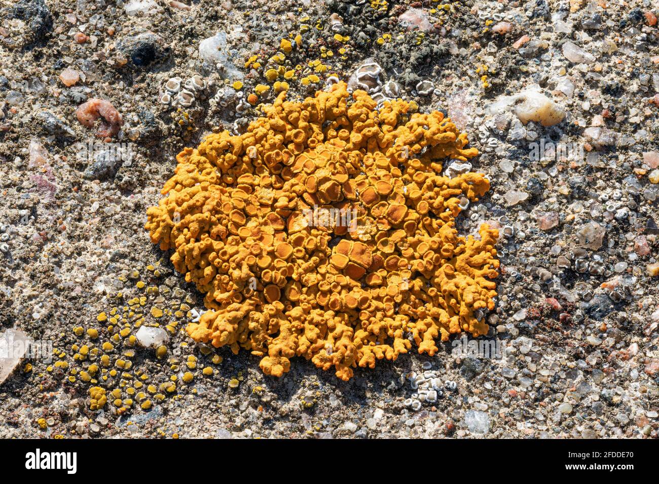 Rusavskia elegans Flechten Stockfoto