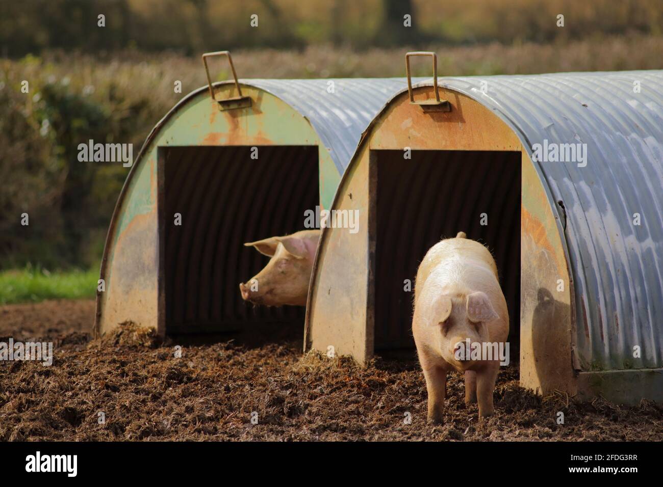 Schweinezucht in East Devon Stockfoto