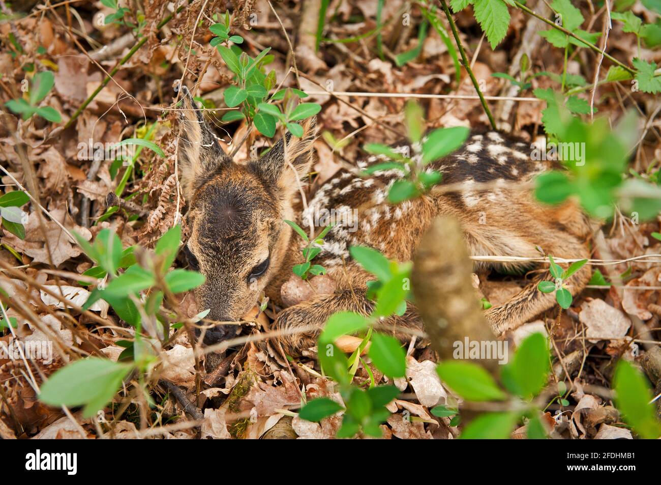 Gut getarntes neugeborenes Rehkitz der Rothirse. Stockfoto