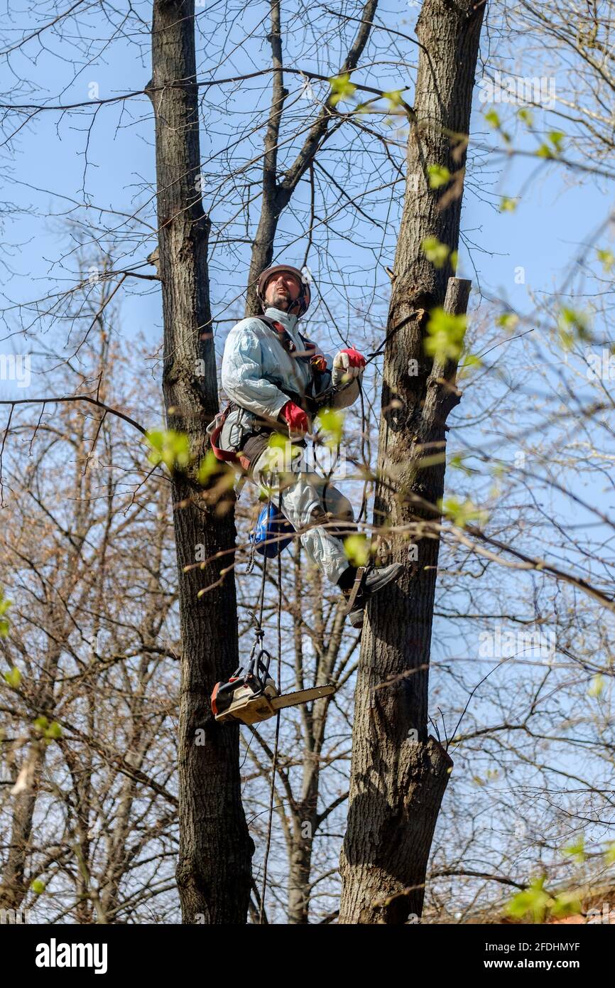 Moskau. Russland. 17. April 2021. Ein Arbeiter in einem Helm auf Seilen klettert einen Baum hinauf, um Äste zu trimmen. Verjüngung der Bäume. Die Arbeit der Stadtwerke Stockfoto