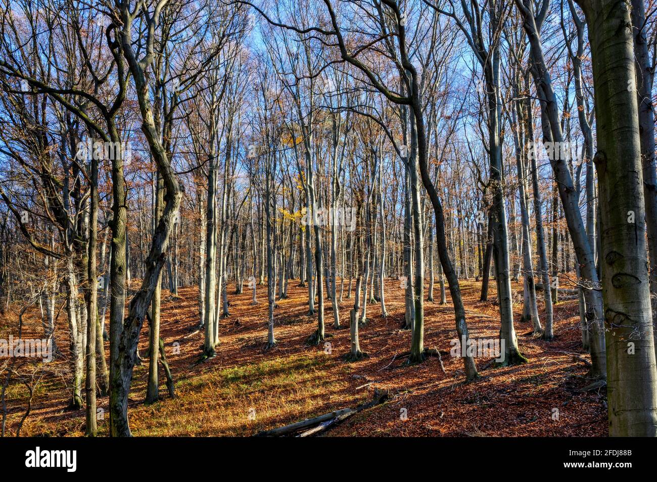 Ein fast blattloser Wald im Herbst mit schönem Sonnenschein. Stockfoto