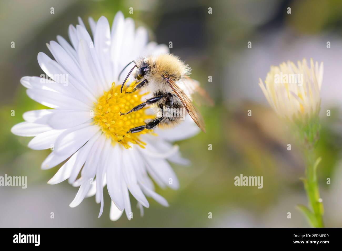 Die gewöhnliche Carderbiene - Bombus pascuorum - bestäubt die Blüte Des New Yorker Asters - Symphyotrichum novi-belgii Stockfoto