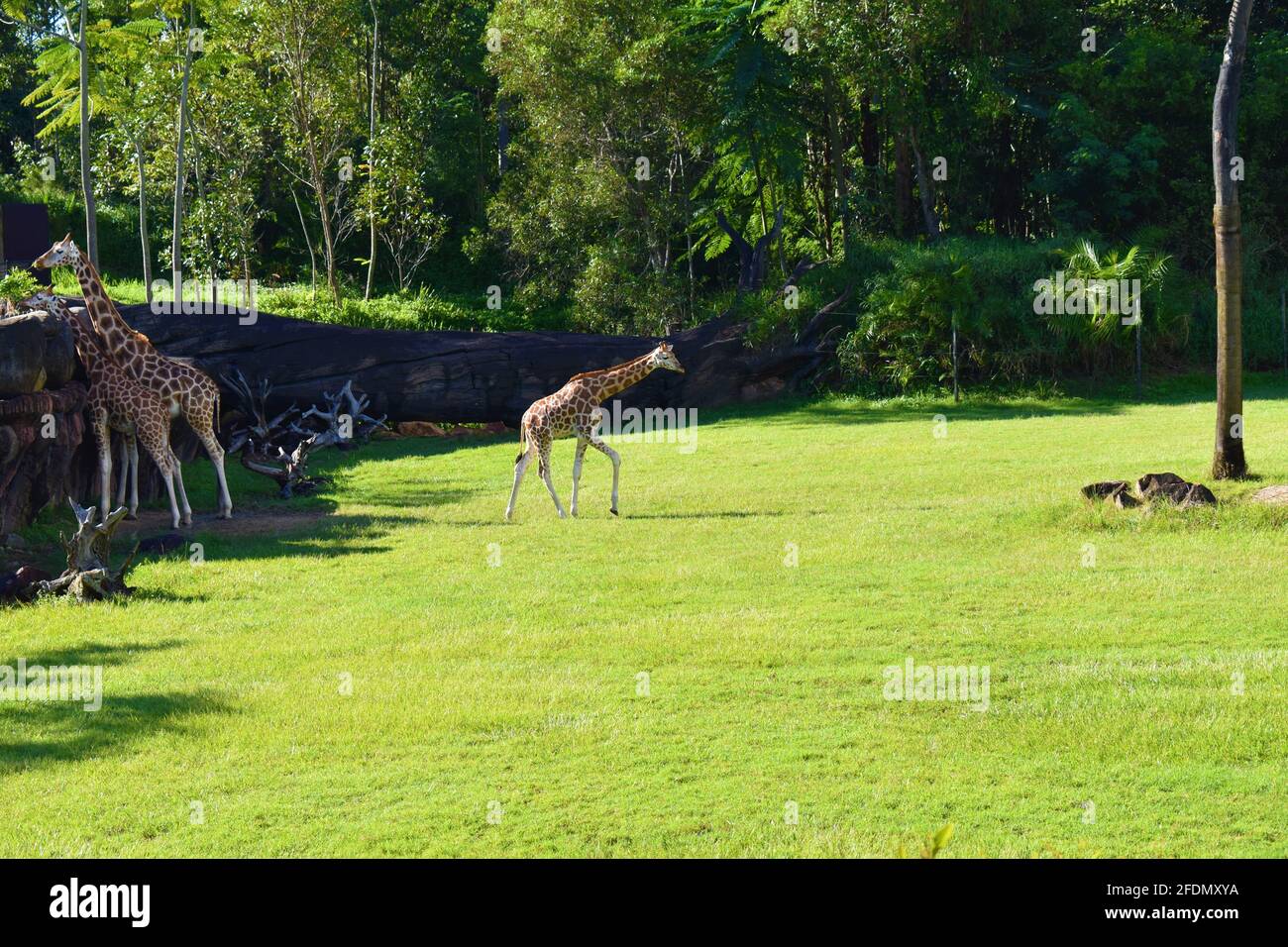 Zwei Giraffen und Giraffe Kalb in der Wildnis Stockfoto