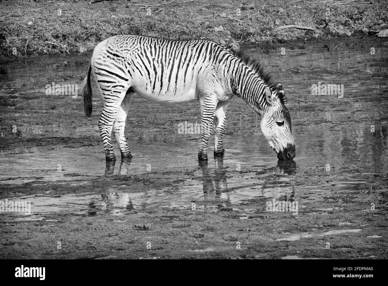 Afrikanische Zebras in freier Wildbahn Stockfoto