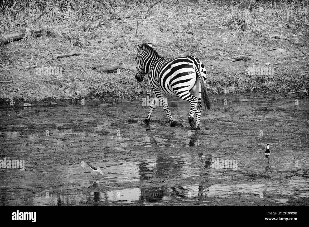 Afrikanische Zebras in freier Wildbahn Stockfoto