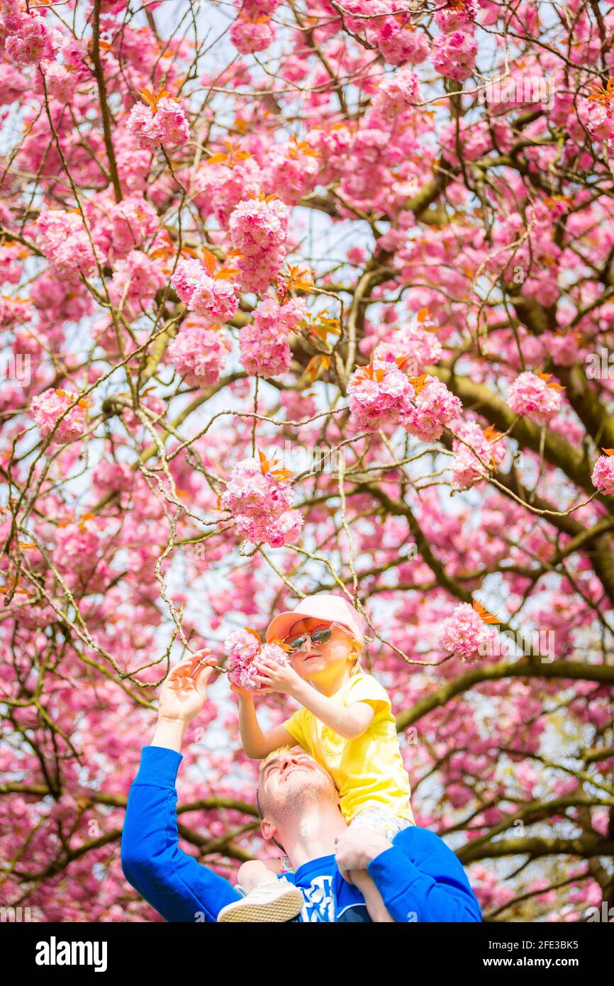 Birmingham, Großbritannien. April 2021. Dave Hadlington behandelt seine Tochter Harlow, 3, zu einem Spaziergang durch die hübsche rosa Blüte in seinem Park in Birmingham, Großbritannien. Die Wettervorhersage für das Wochenende ist gut und warm. Kredit: Peter Lopeman/Alamy Live Nachrichten Stockfoto