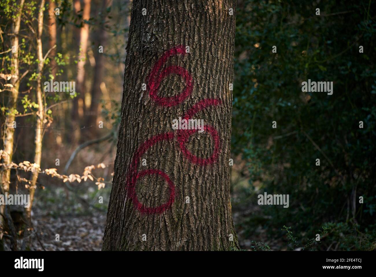 Die Zahl 666 ist in roter Farbe auf einen Baum gemalt In einem Sussex-Wald Stockfoto
