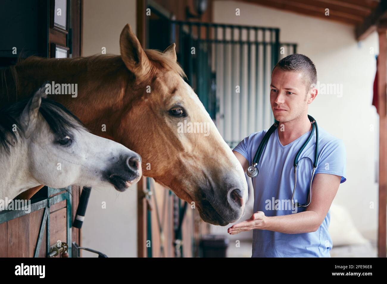 Tiermedizin auf dem Bauernhof. Tierarzt bei der medizinischen Versorgung von Pferden in Ställen. Stockfoto