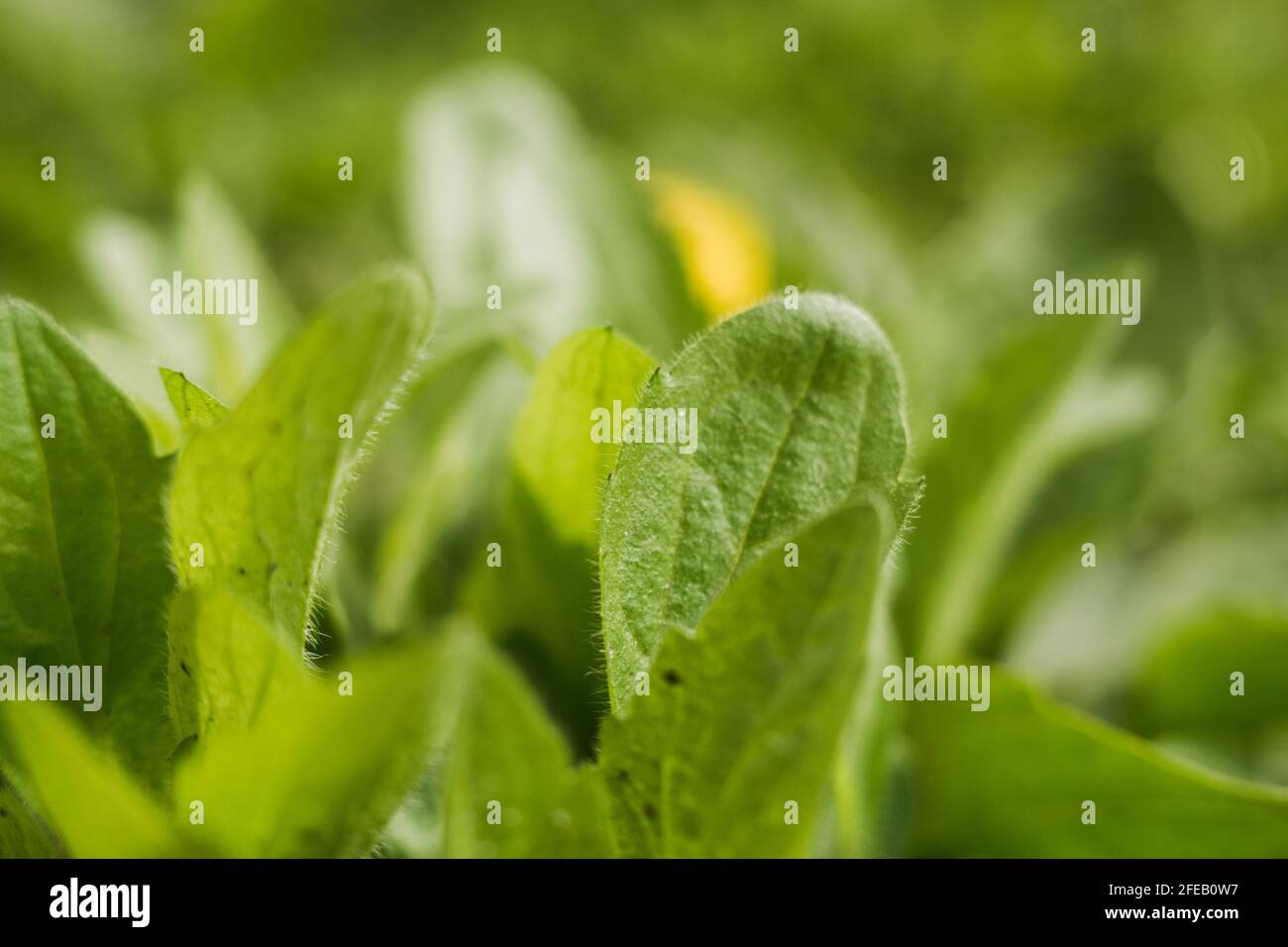 Im Frühjahr wachsen grüne Blätter aus dem Boden Stockfoto