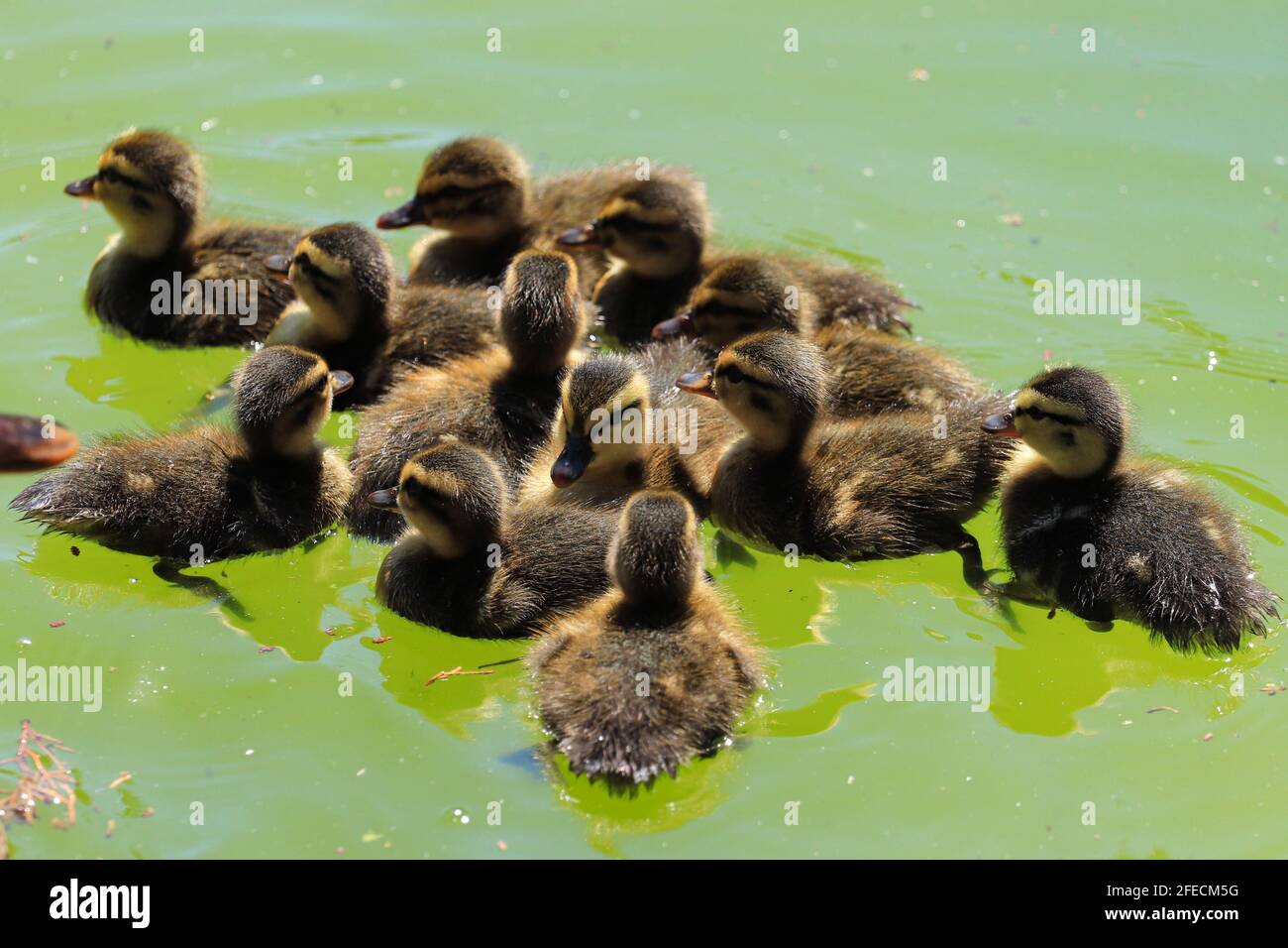 Kleine Enten schwimmen in einem See Stockfoto