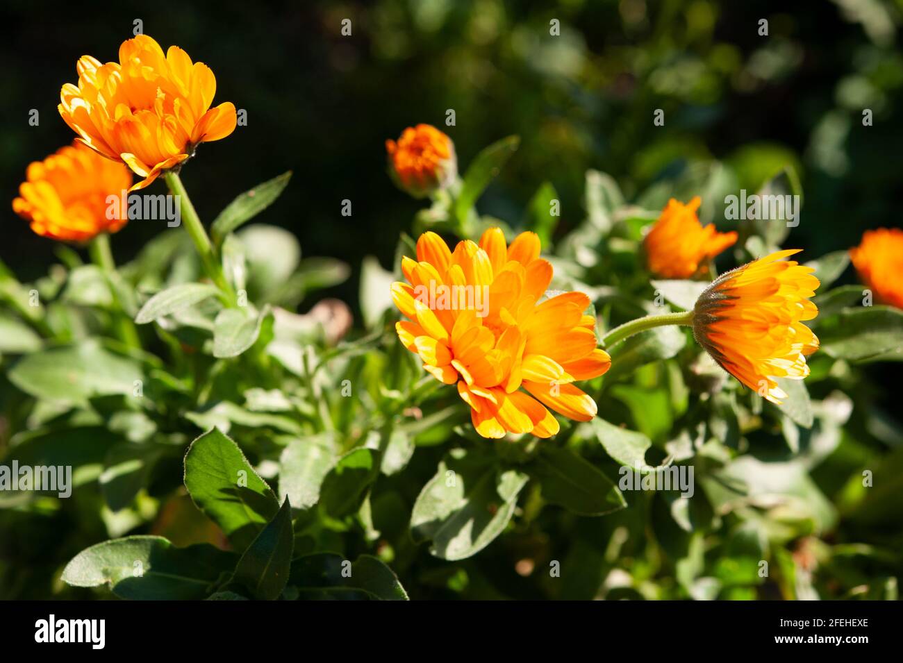 Calendula officinalis ist eine einjährige Pflanze der Familie der  Asteraceae. Gelb-orange Blume aus nächster Nähe Stockfotografie - Alamy