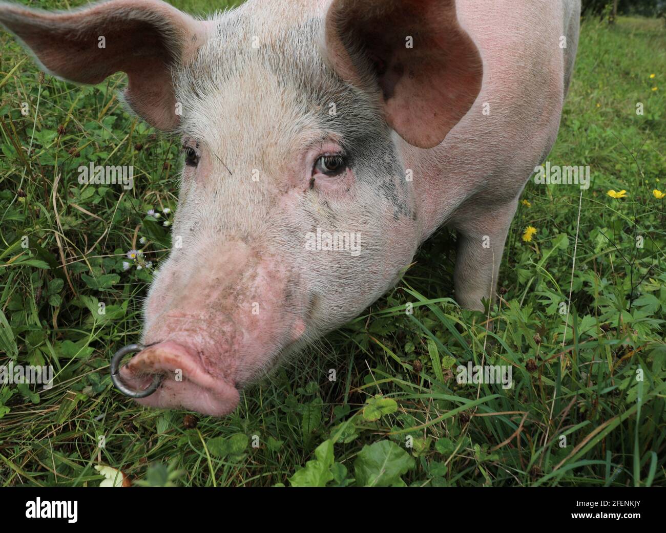 Fette Schwein mit einem Nasenring und starrend auf die Kamera Stockfoto