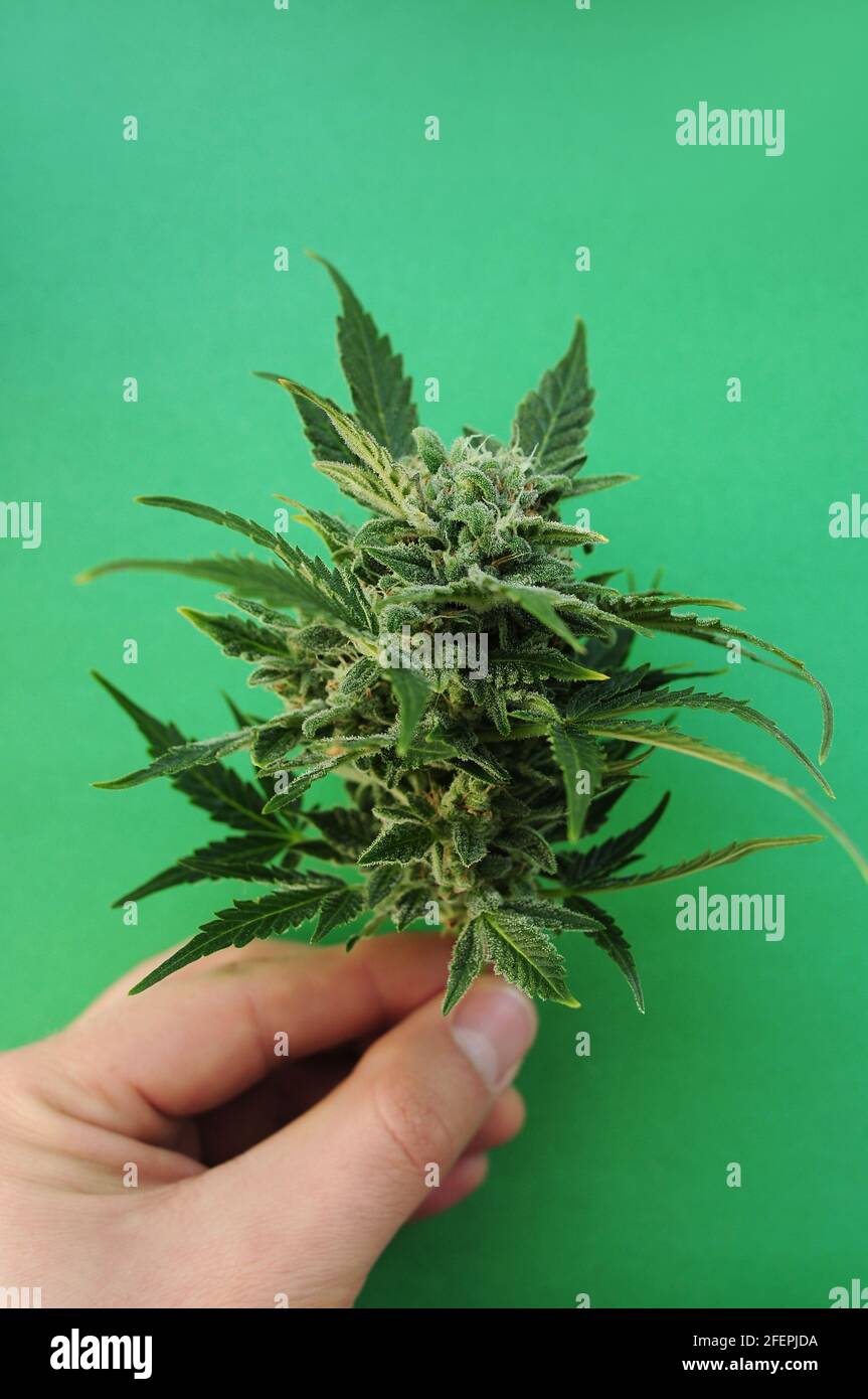 Blühender Cannabisbusch. Der Züchter hält einen frischen Zweig in der Hand. Marihuana-Blätter isoliert auf grünem Hintergrund. Stockfoto