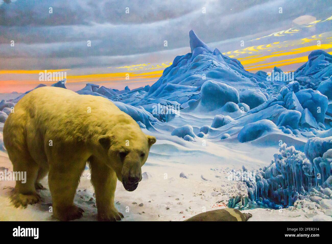 Der Eisbär (Ursus maritimus) in der Hall of Ocean Life im American Museum of Natural History in New York City Stockfoto
