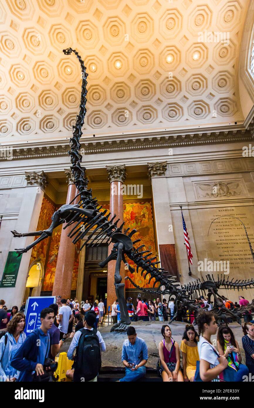 Barosaurus lentus Skelett in einer Halle des American Museum of Natural History Stockfoto