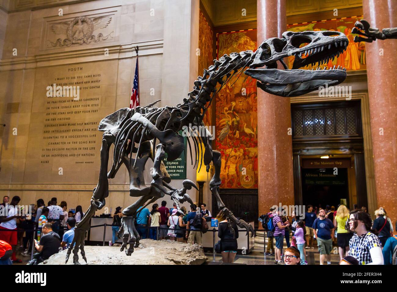 Allosaurus Skelett in einer Halle des American Museum of Natural History Stockfoto