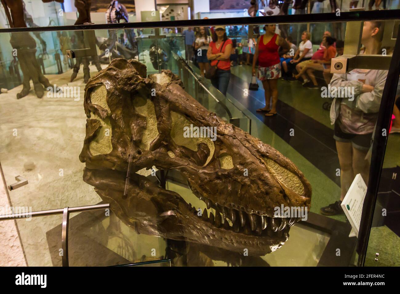 Tyrannosaurus rex (T-rex) Schädel im American Museum of Natural History Stockfoto