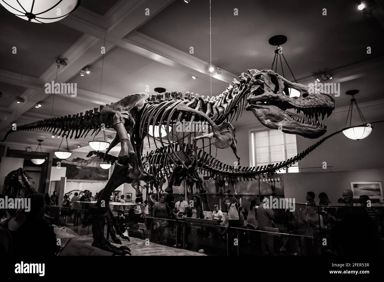 Schwarz-weiße Iamge des Tyrannosaurus rex (T-rex) Skeletts Im American Museum of Natural History Stockfoto